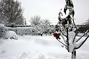 Winterroos